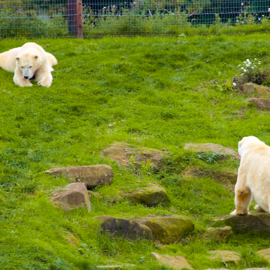 Yorkshire Wildlife Park Venue Profile